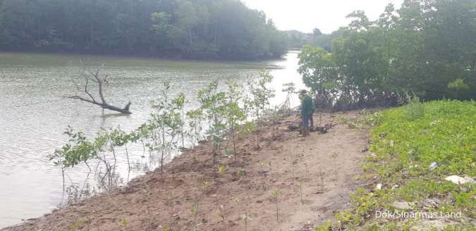 Kurangi Emisi Karbon, Sinar Mas Land Konservasi Hutan Bakau 43 Hektare di Batam