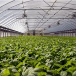 Hidroponik Hortikultura: Solusi Efisien untuk Pertanian Masa Depan Indonesia