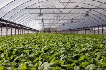 Hidroponik Hortikultura: Solusi Efisien untuk Pertanian Masa Depan Indonesia