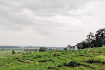 Jogja Tak Lagi Romantis untuk Petani