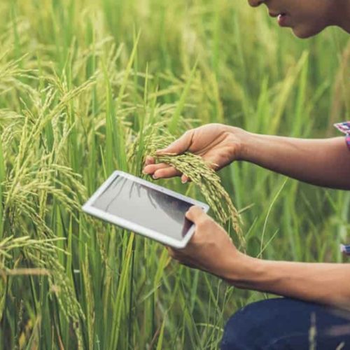 Perkembangan Peluang Agribisnis di Era Industri Digital 4.0