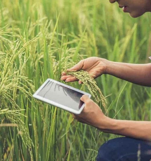 Perkembangan Peluang Agribisnis di Era Industri Digital 4.0